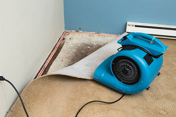 Best Basement water damage restoration  in Mford, IL